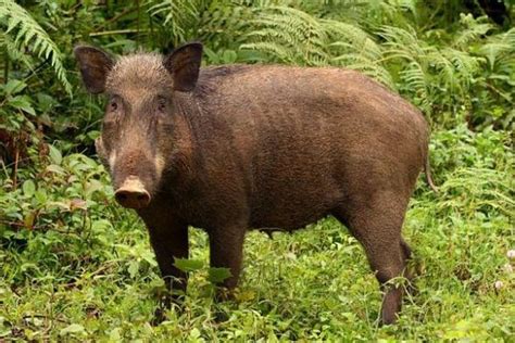 gambar babi hutan bertaring Fosil babi hutan purba bertaring empat ditemukan di wilayah Sulawesi Selatan beberapa tahun silam